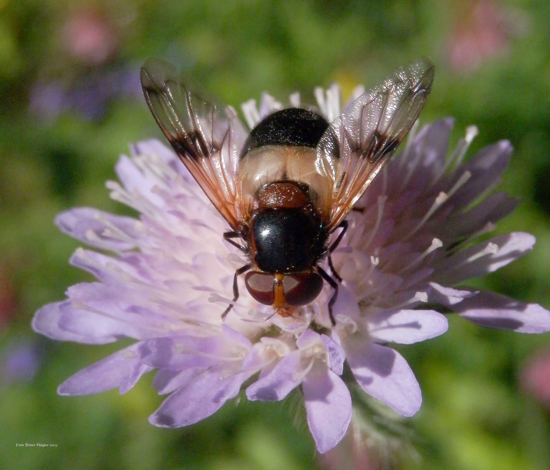 Purple Flower With Hoverfly