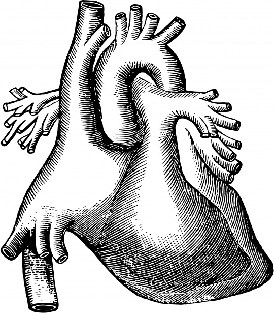 clipart of a human heart - photo #46