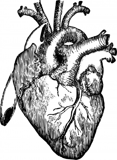 human heart clipart black and white - photo #6