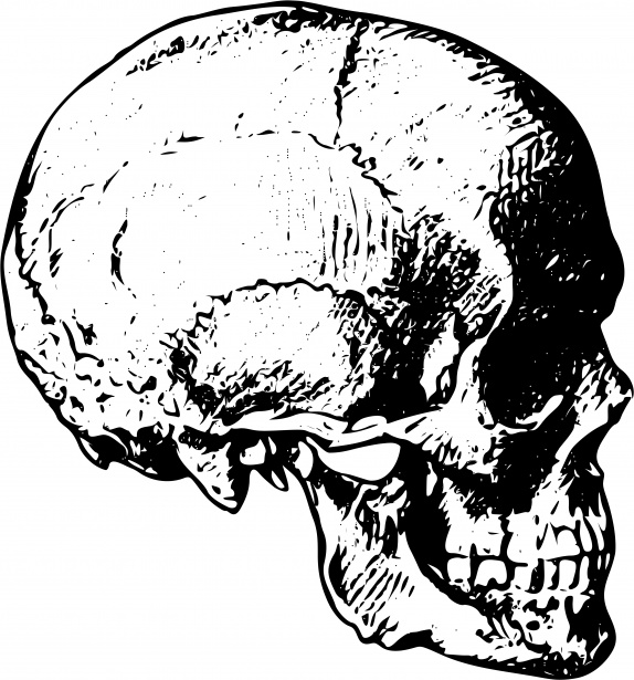 human skull clip art - photo #31