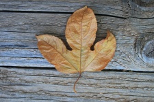 Dry Granadilla Leaf