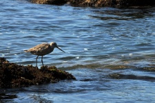 Godwit Feeding In Ocean Waters