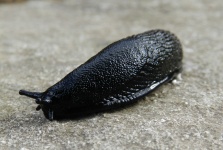 Large Black Slug 2