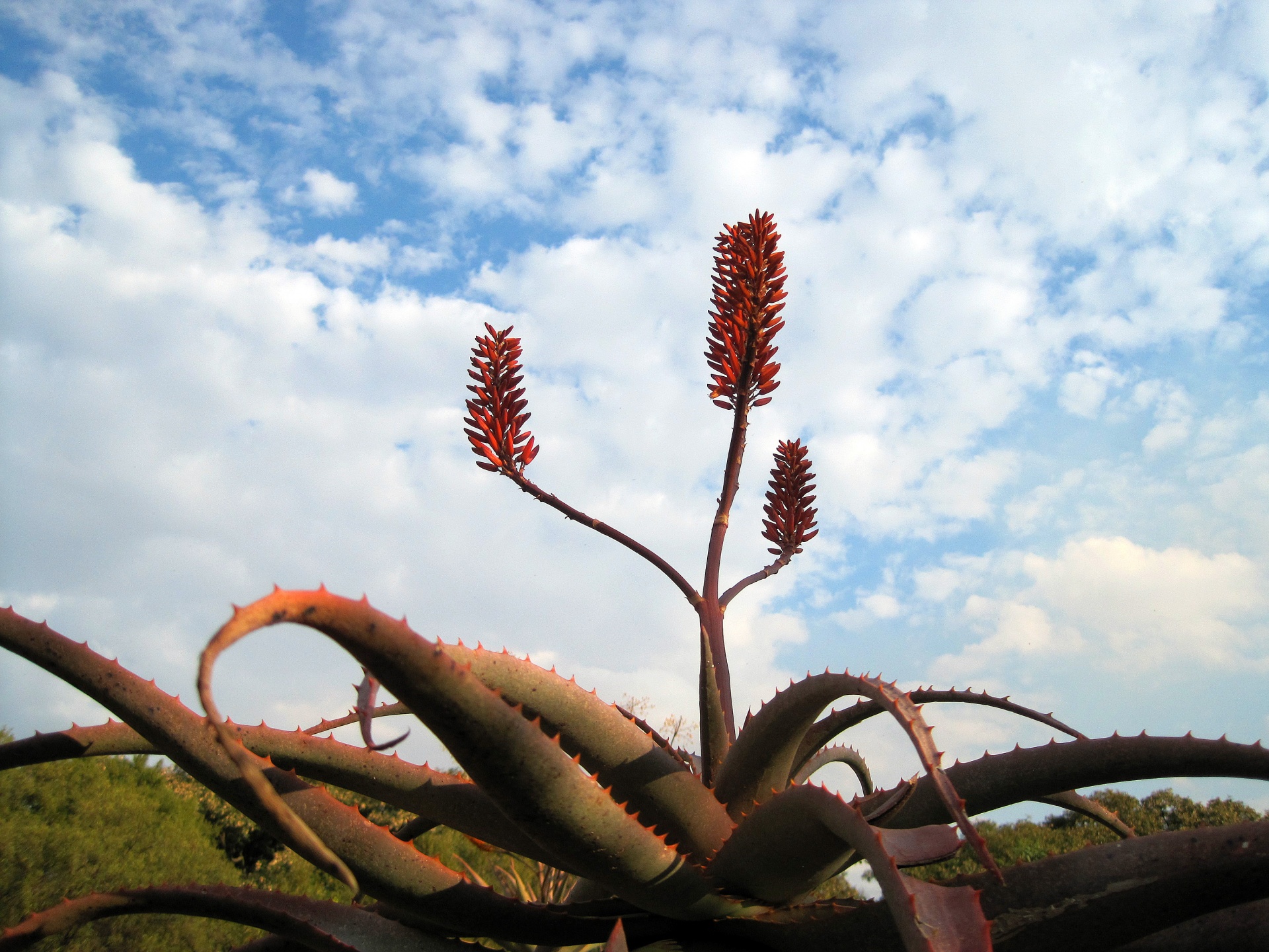 Aloe Flowers Against The Sky