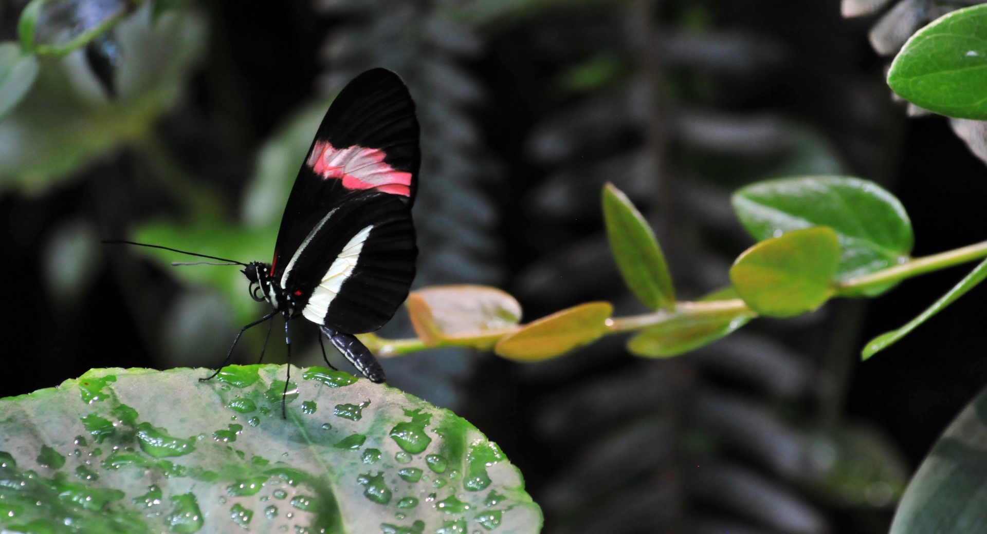 Black And Pink Butterfly
