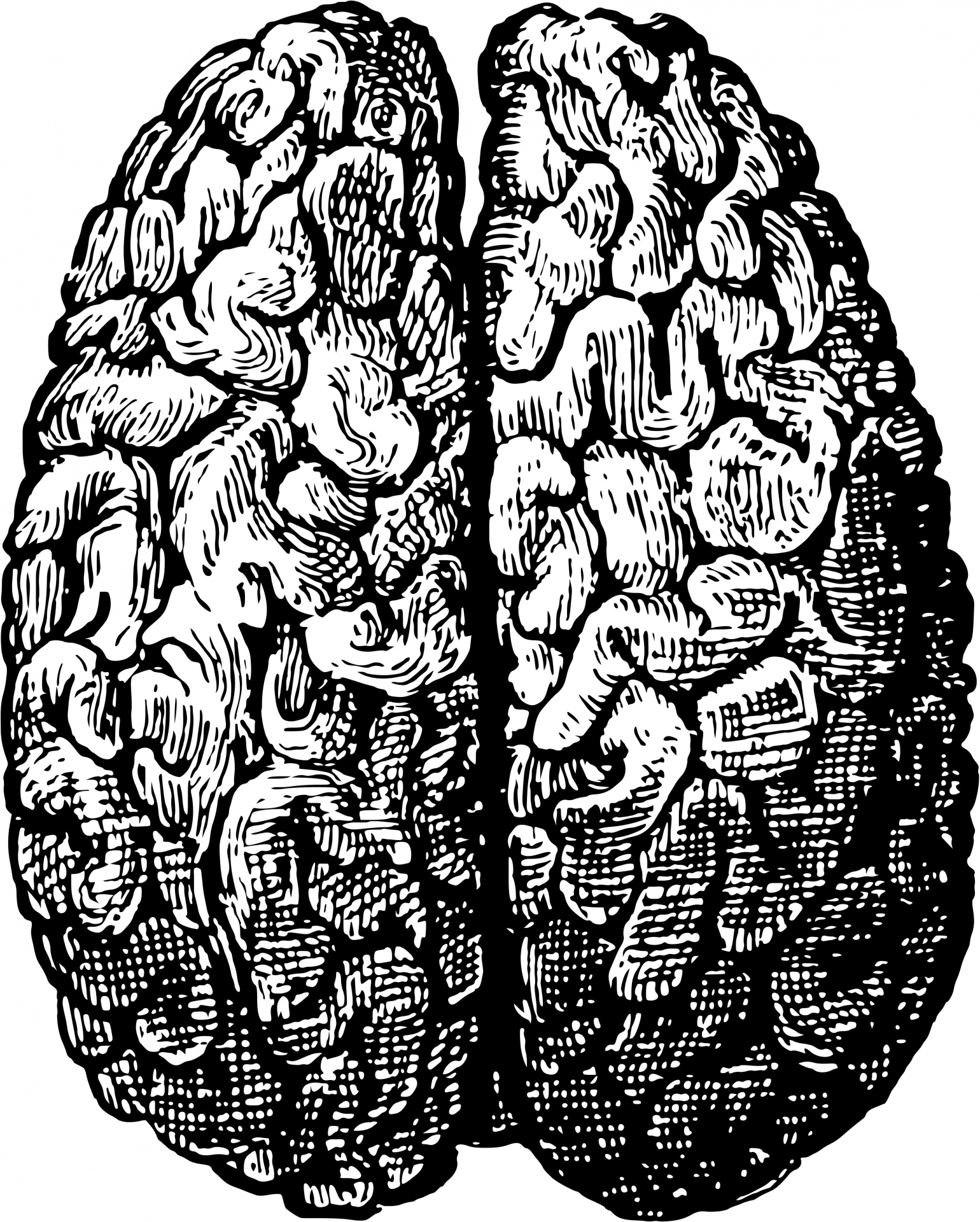 Human Brain Free Stock Photo - Public Domain Pictures