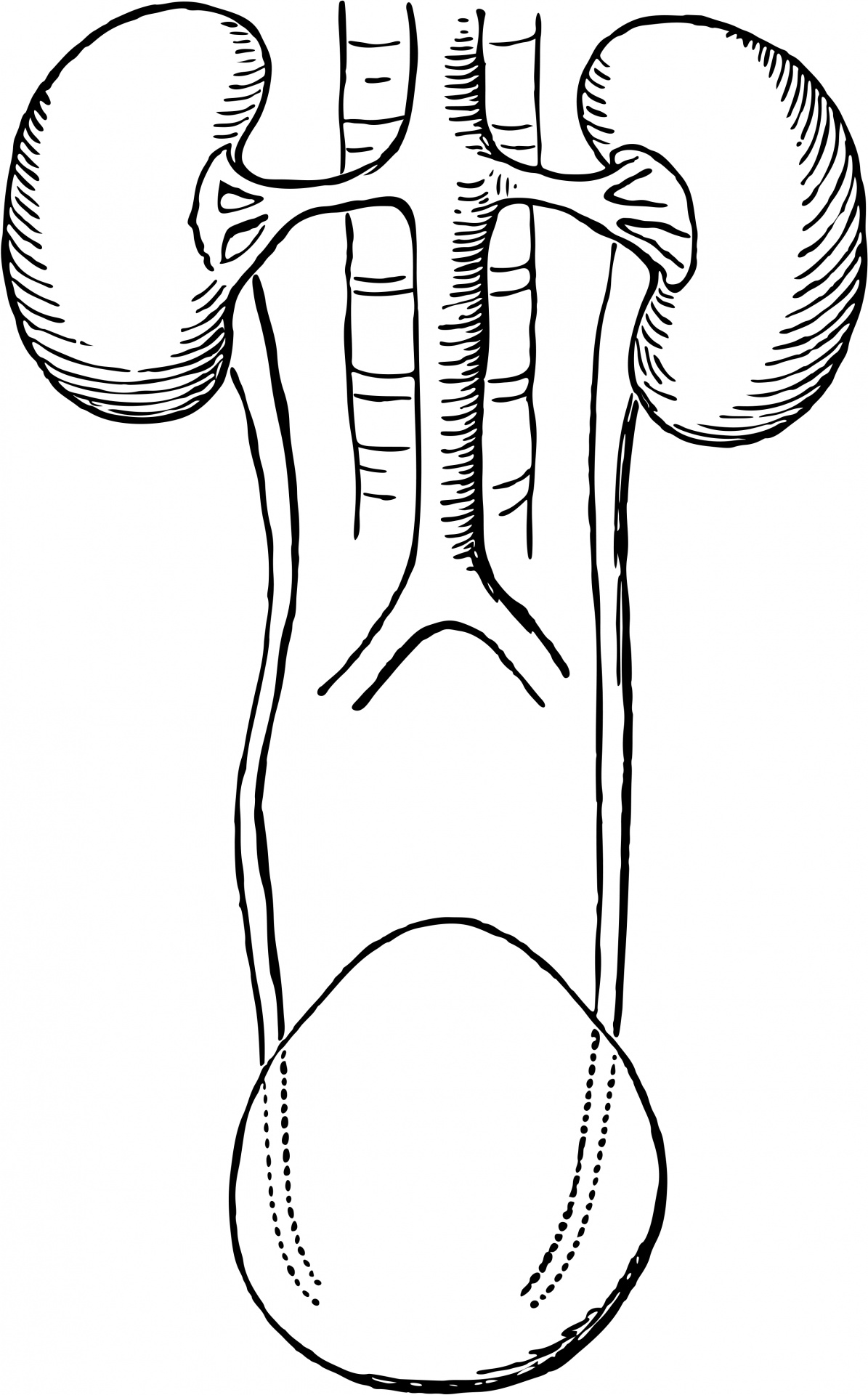 Kidney Urinary System Coloring Page Sketch Coloring Page