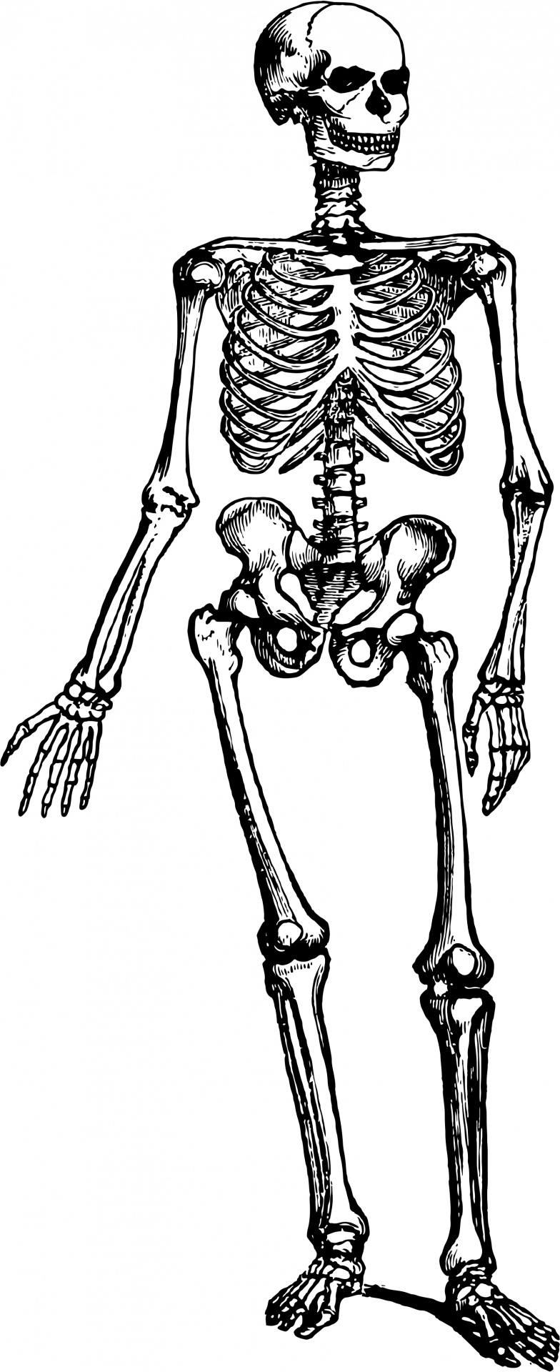 clipart human skeleton outline - photo #5