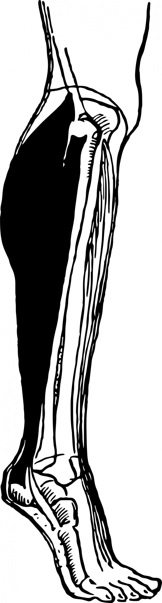 leg clip art black and white - photo #32