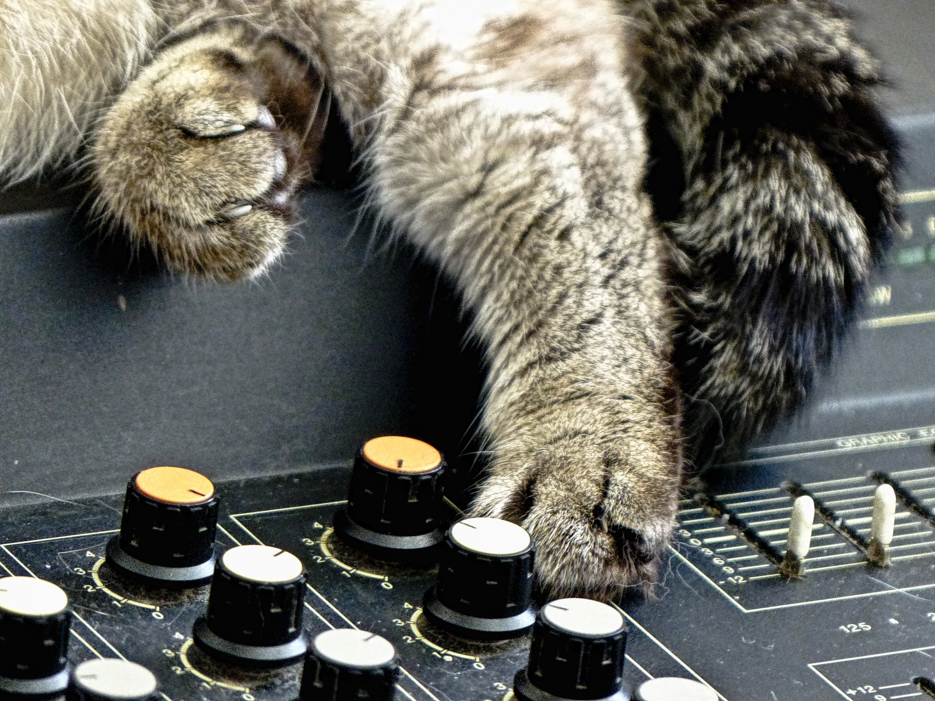 Grey cat paws messing with audio knobs.