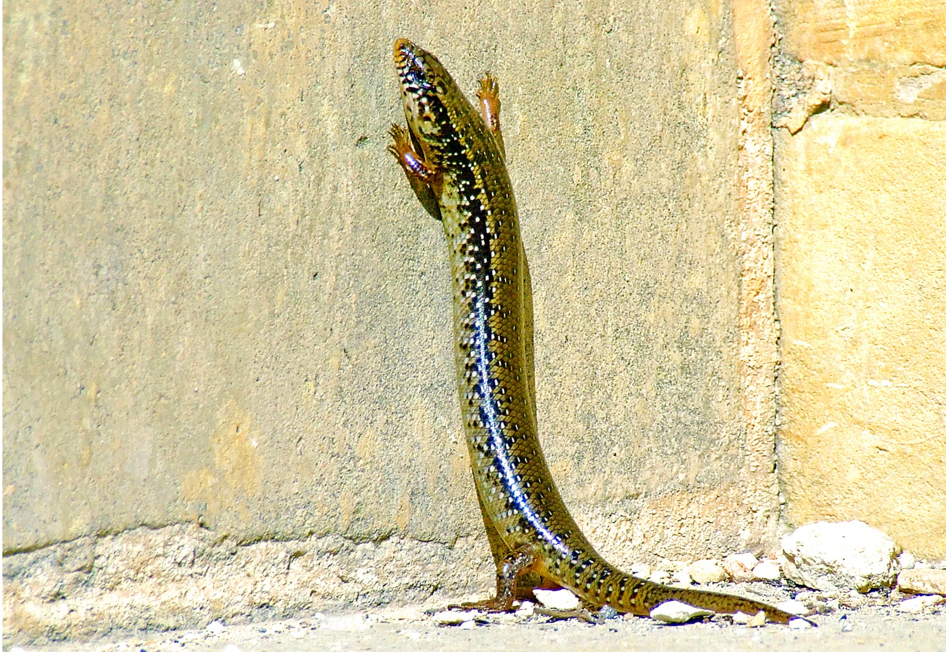 Ocellated Skink Free Stock Photo - Public Domain Pictures