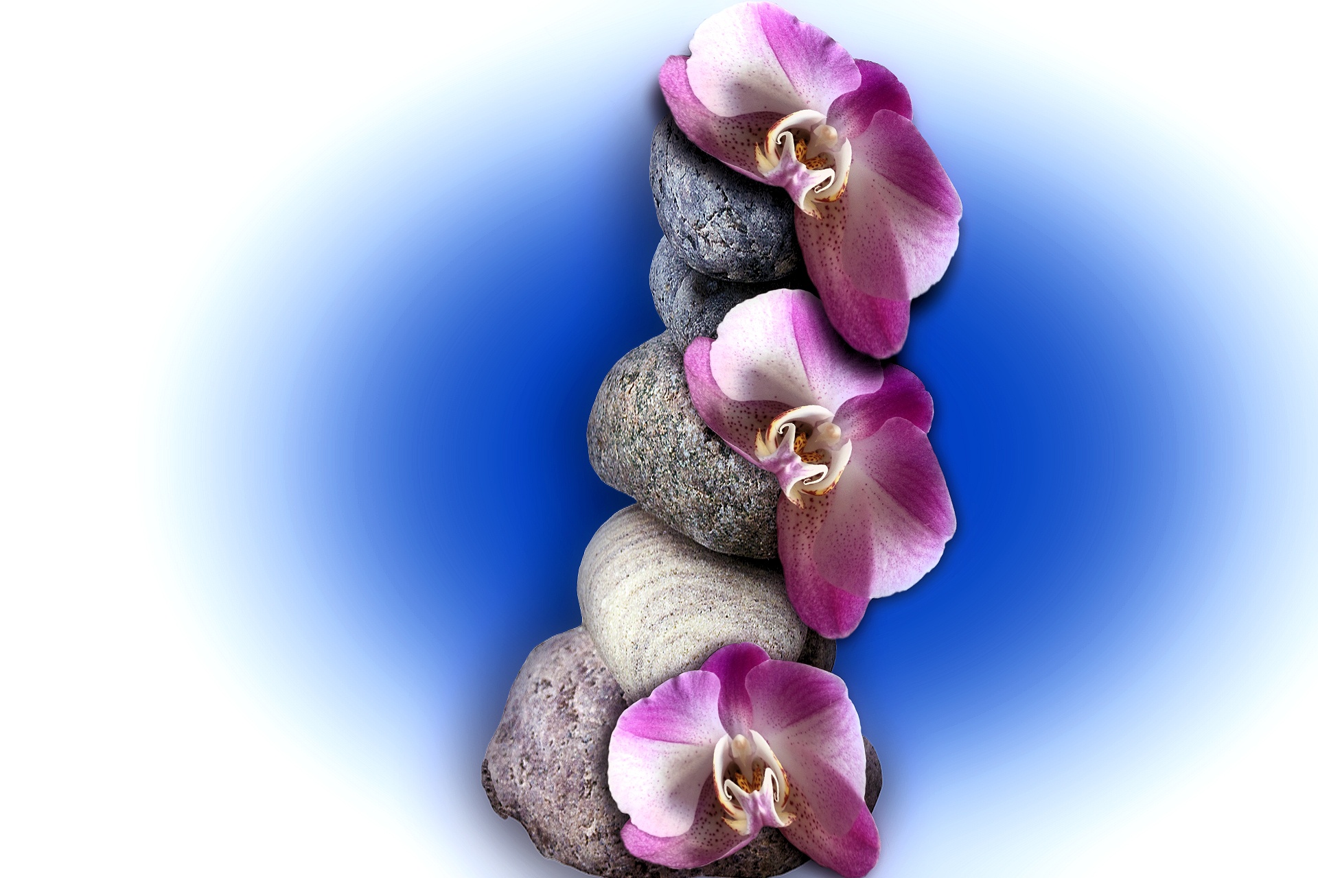 Orchid Balance