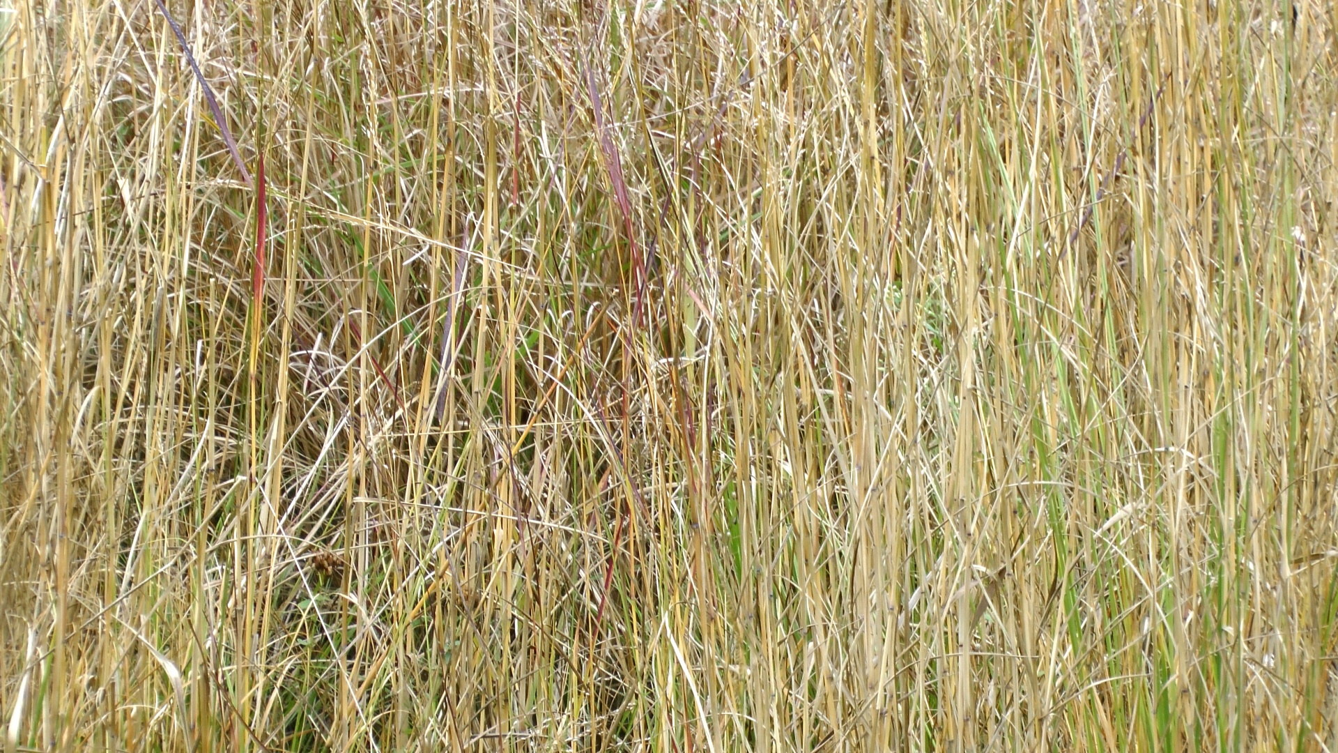 Straw Field Background