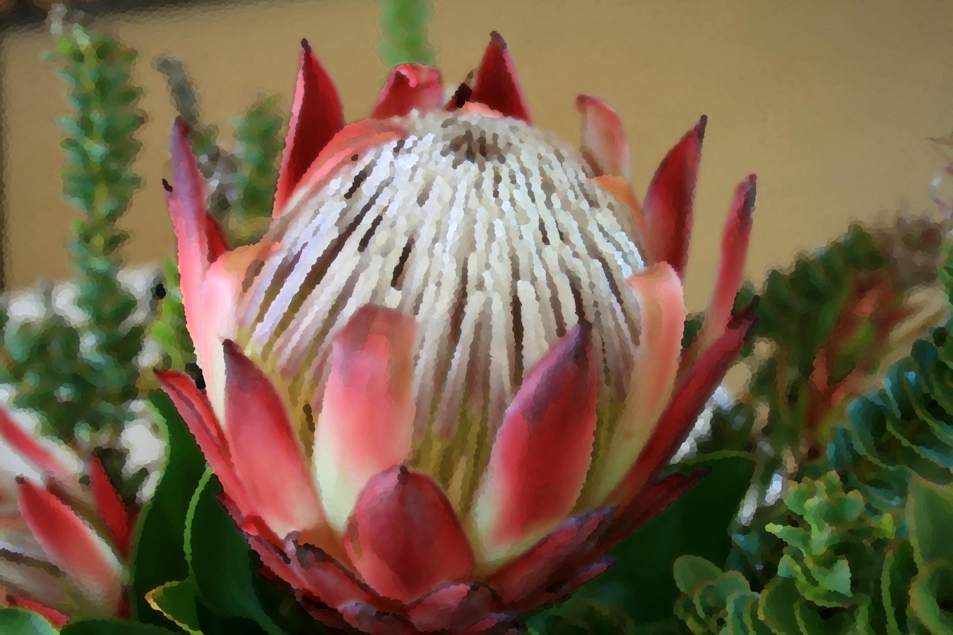 Textured Image Of King Protea