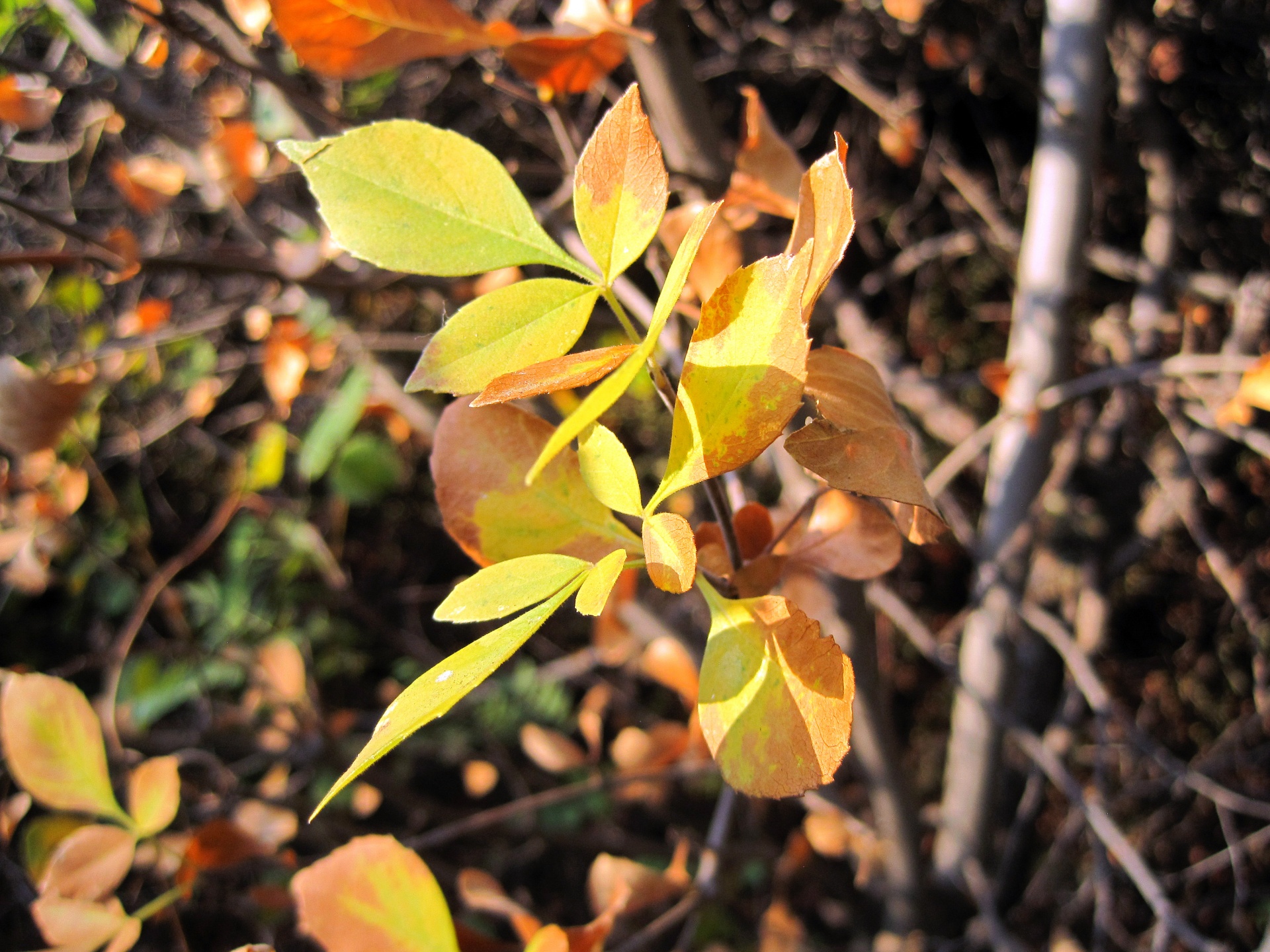 Yellow And Brown Leaves
