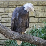 Bald Eagle On A Perch