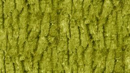 Olive Seamless Bark Background
