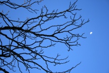 Tree & Half Moon Against Blue Sky