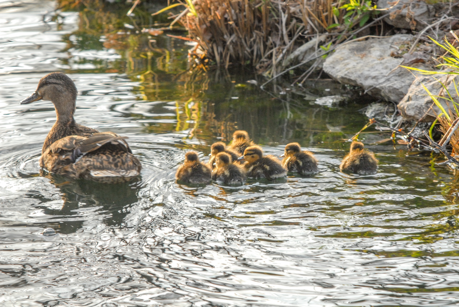 Baby Ducks With Mom