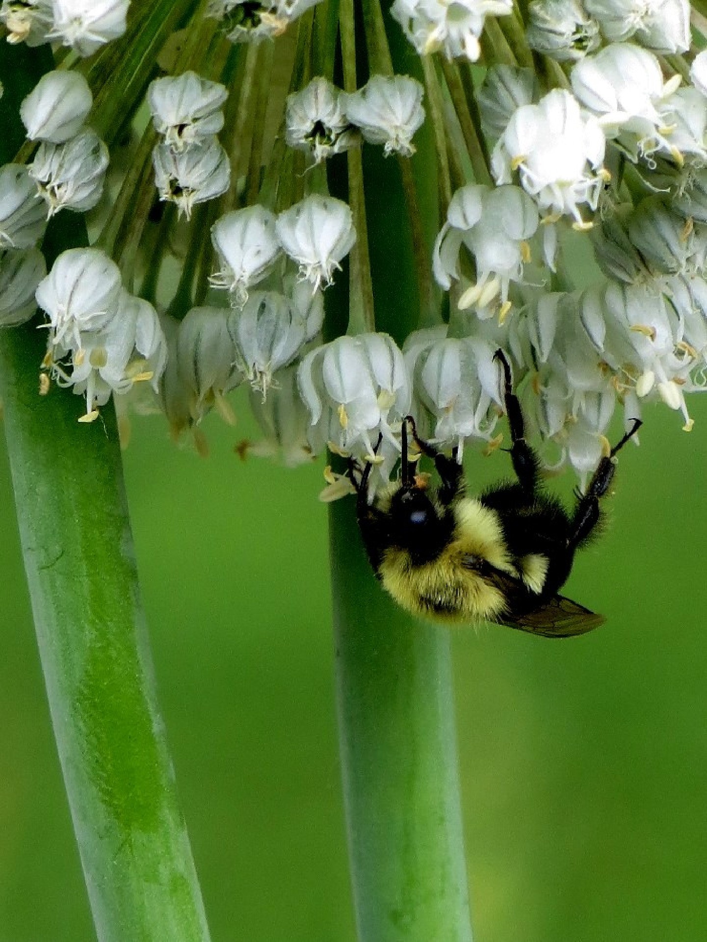 Bee On Leek Blooms