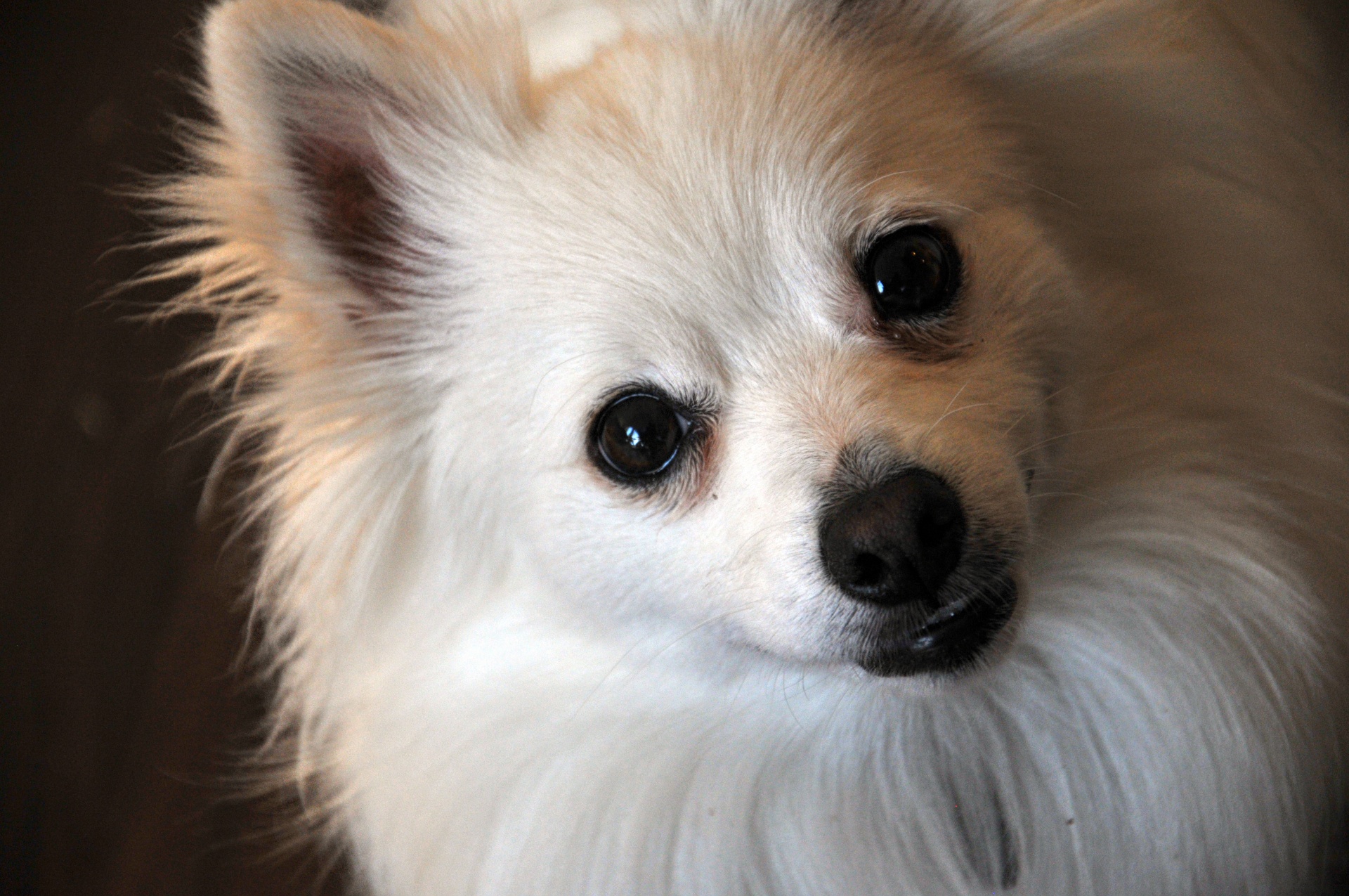 Cute White Pomeranian Puppy Free Stock Photo - Public Domain Pictures