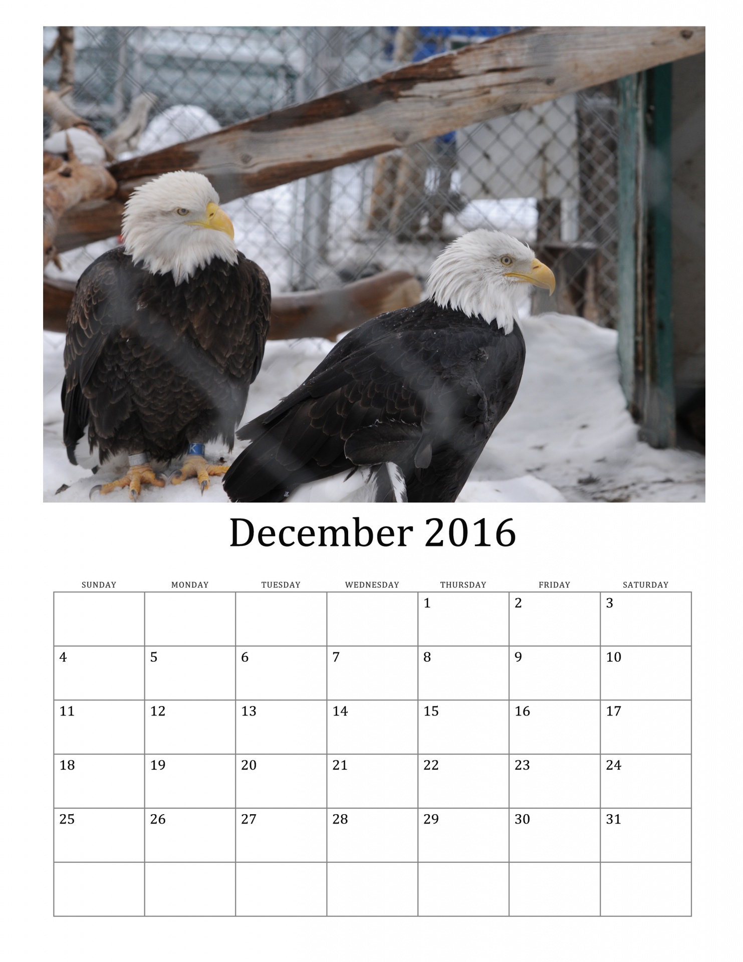 december-2016-calendar-of-birds-free-stock-photo-public-domain-pictures