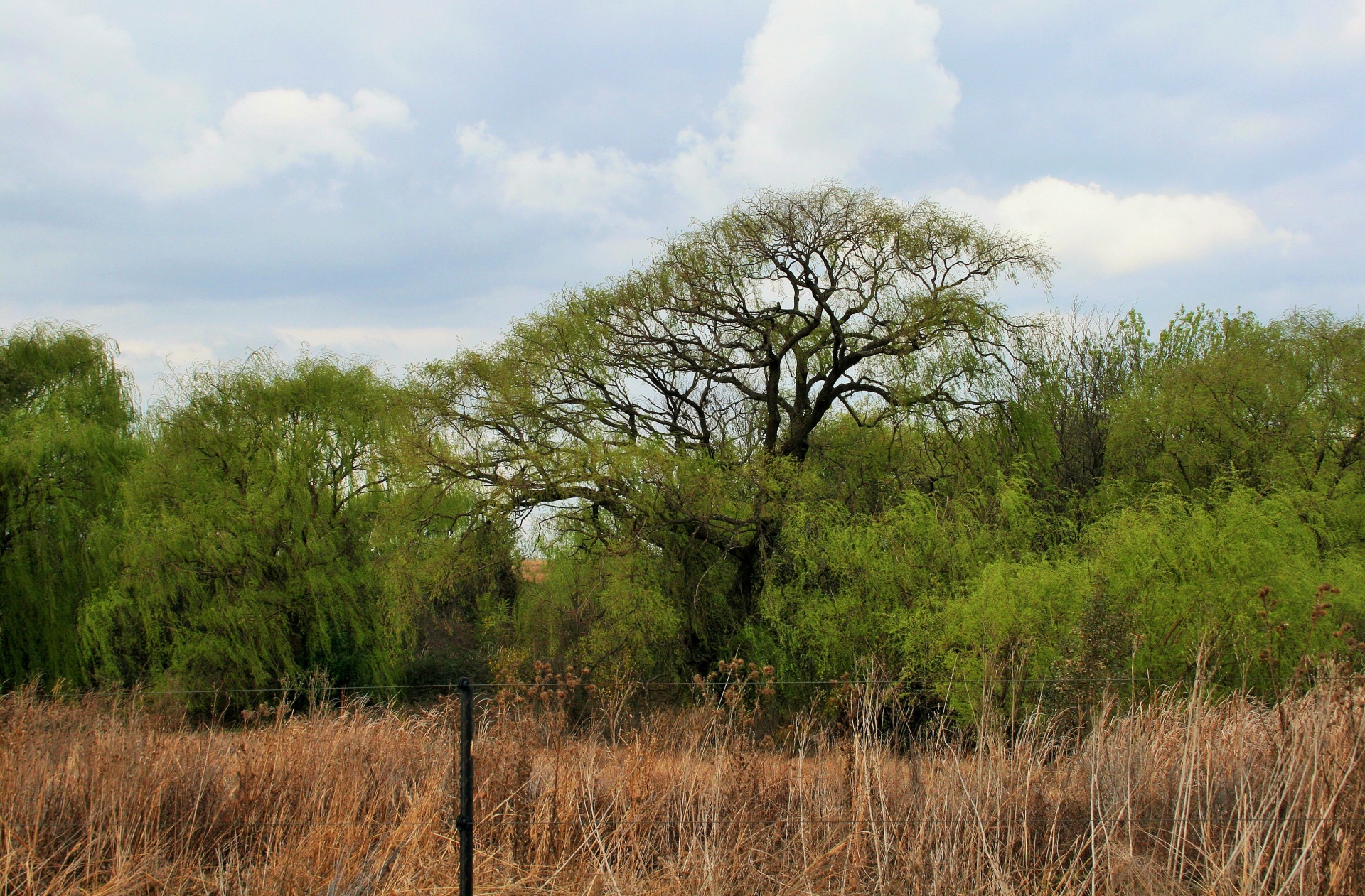 Green Trees And Veld