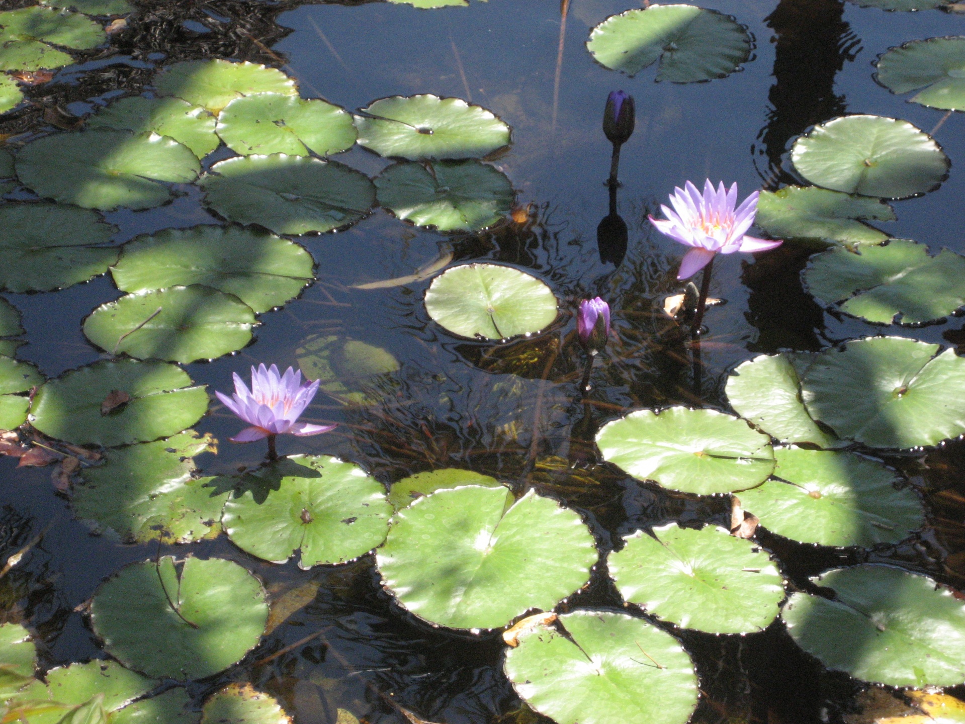 Lily Pond Free Stock Photo - Public Domain Pictures