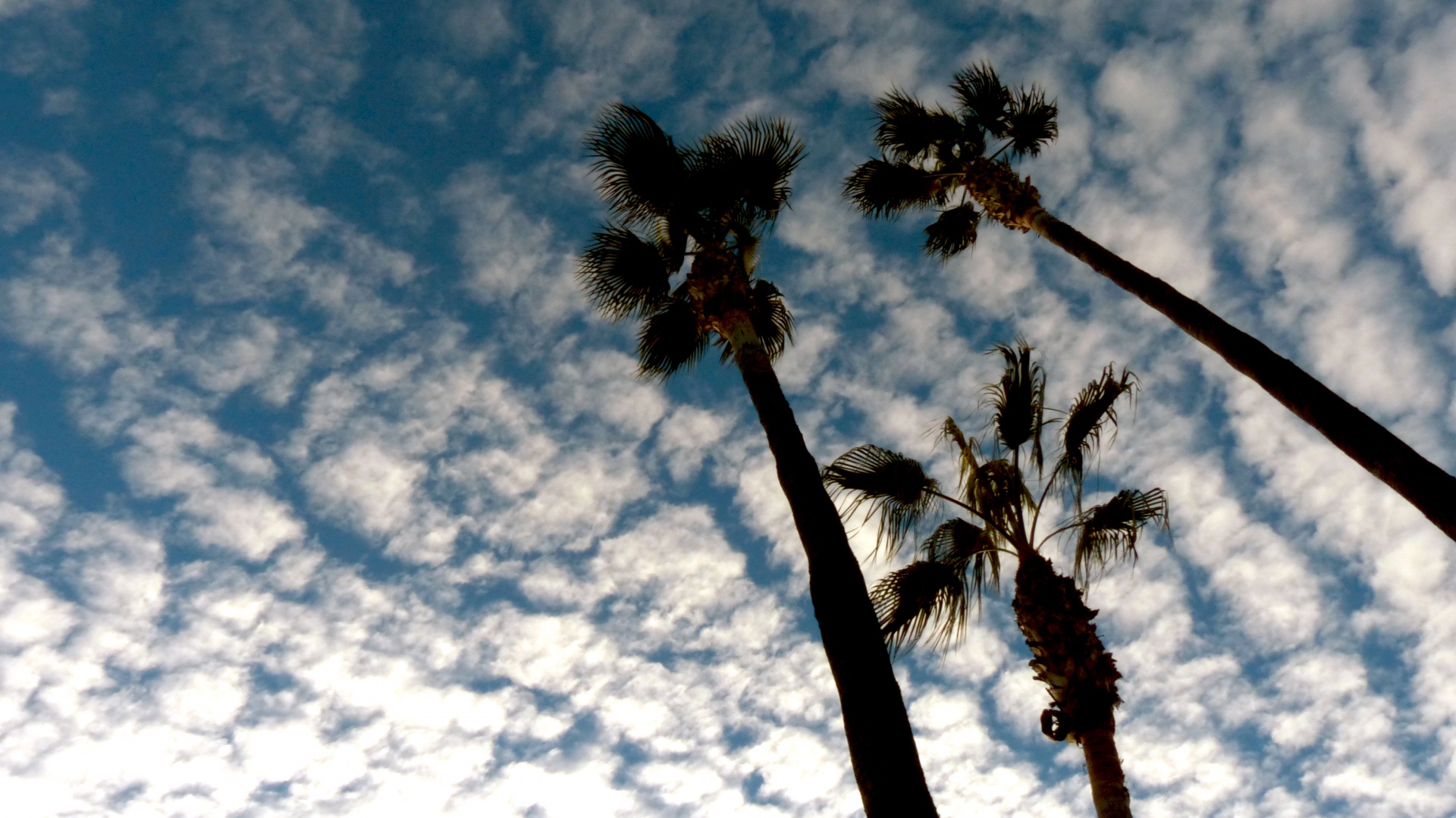 Palm Trees And Buttermilk Sky