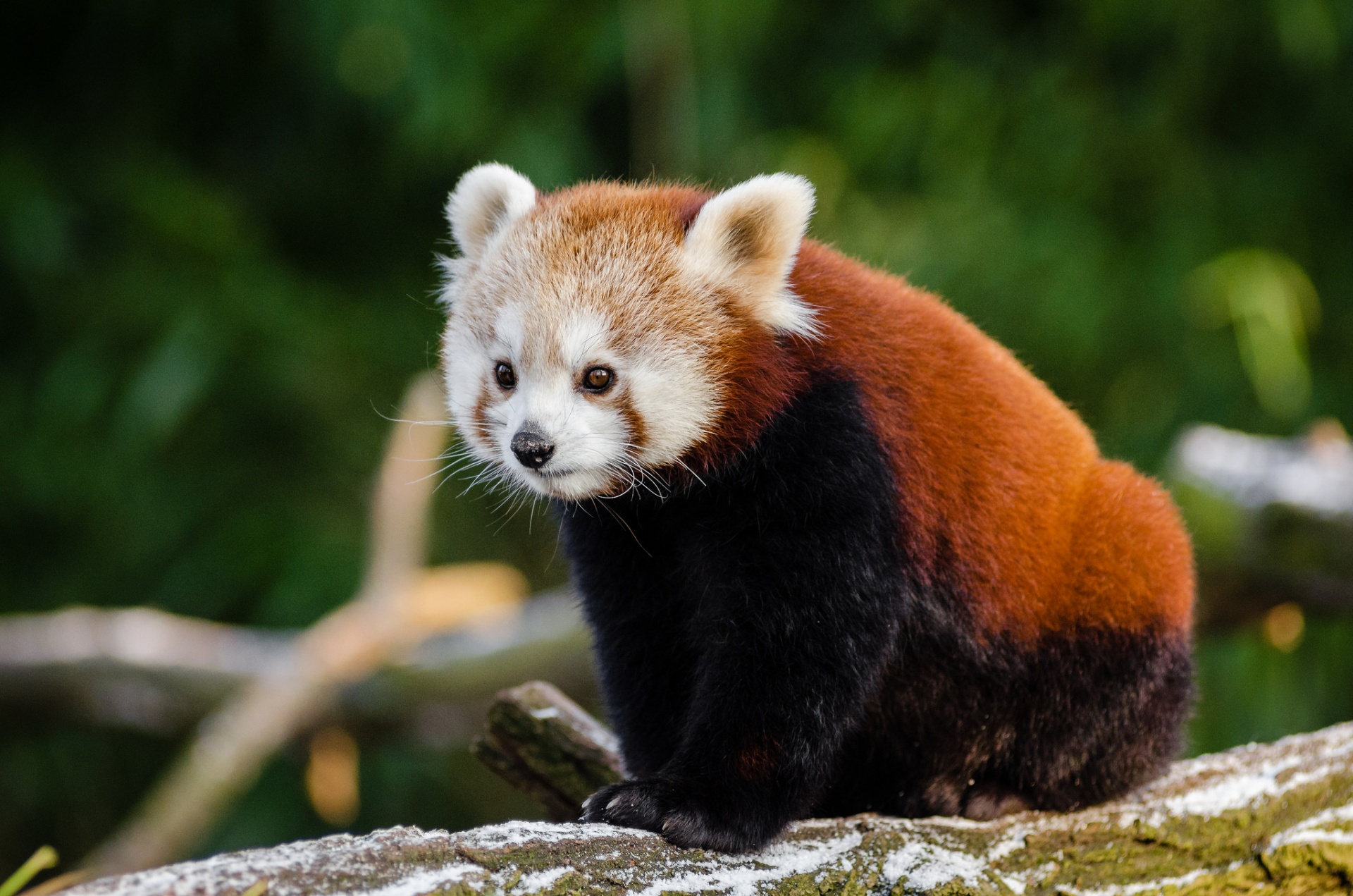 Suzy's Animals of the World Blog: THE RED PANDAS