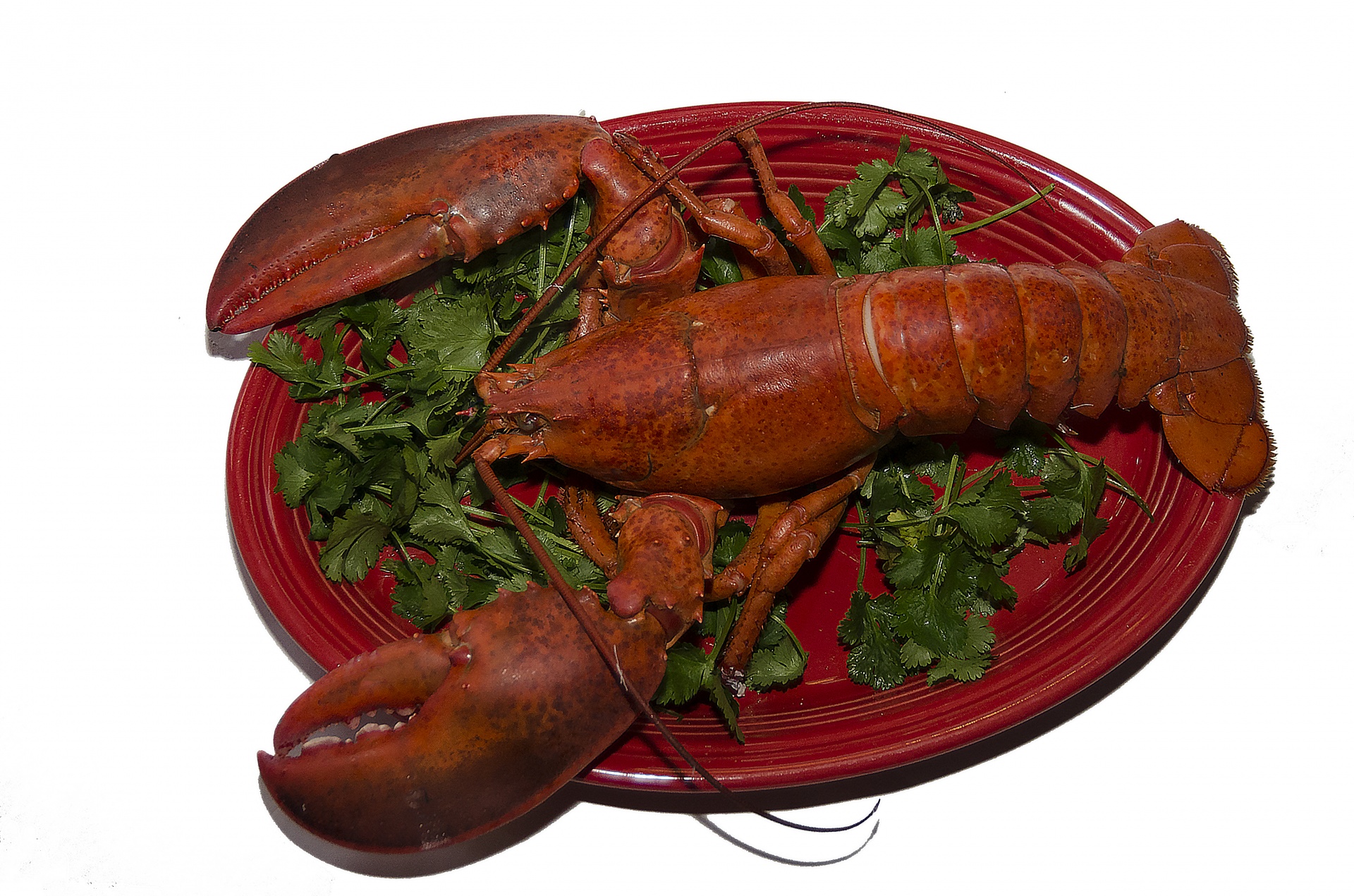Prepared Lobster On White