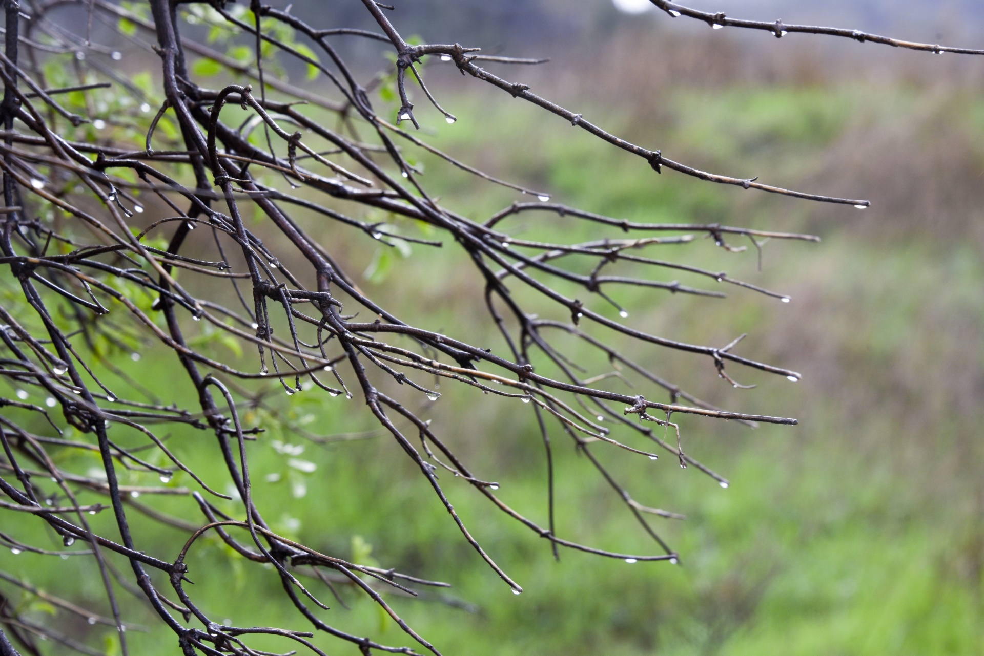 Rain On Branches Free Stock Photo - Public Domain Pictures