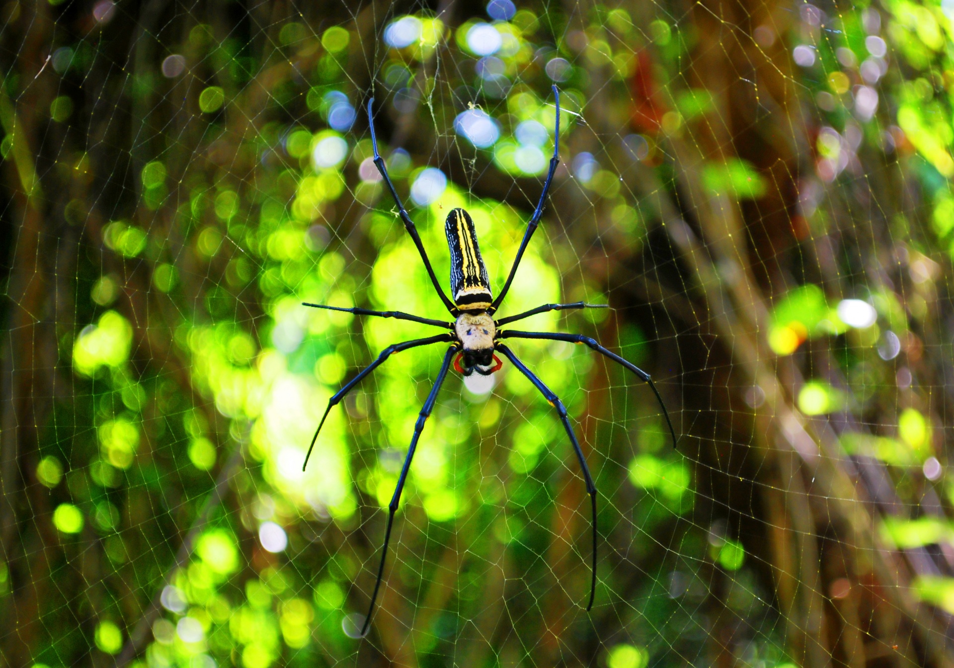 spiders-web-free-stock-photo-public-domain-pictures