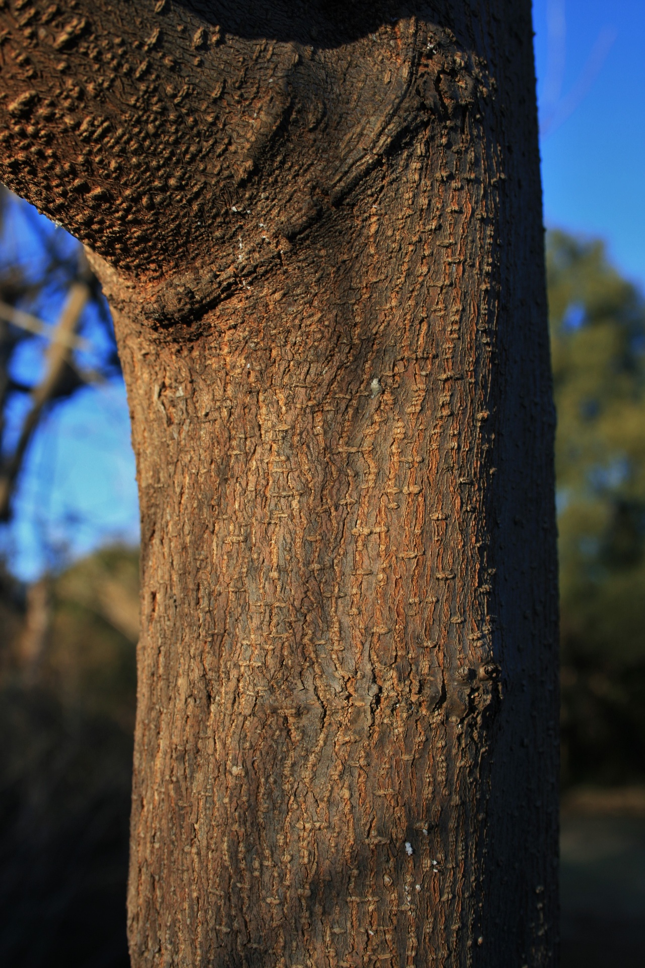 Tree Bark With Notched Texture