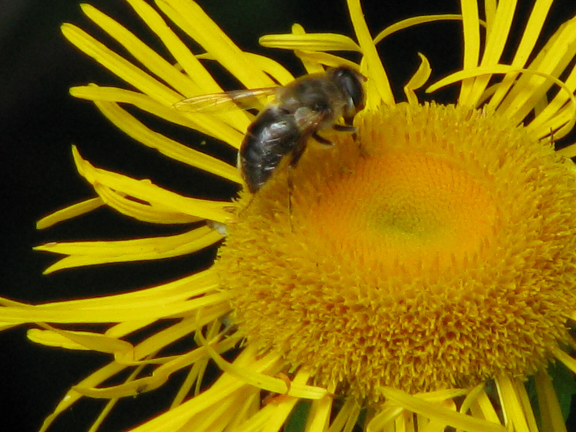 Yellow Wild Flower With A Bee