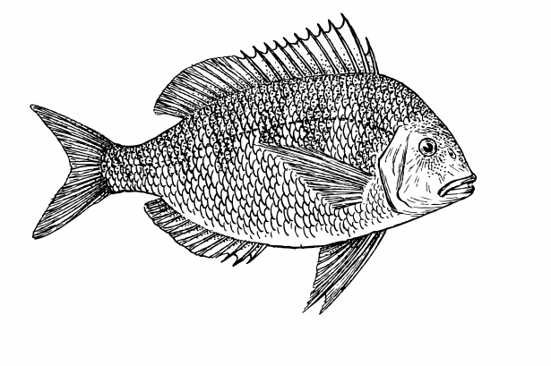 fish illustrations clip art - photo #48