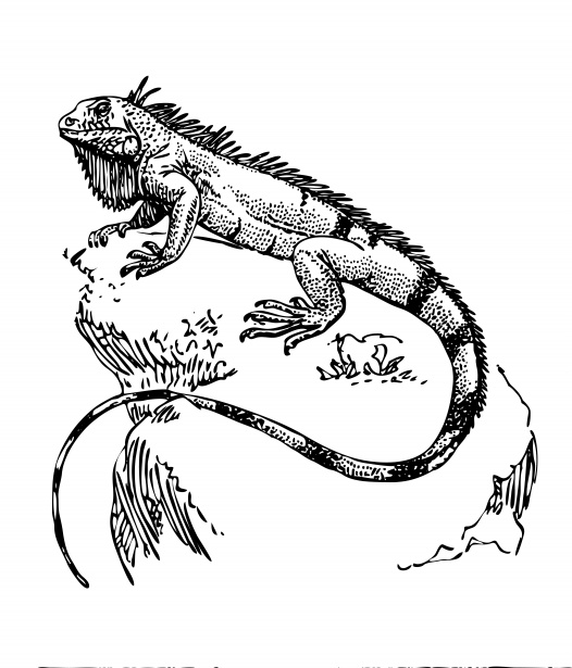 clipart of an iguana - photo #43