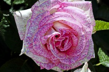 Pink And White Rose
