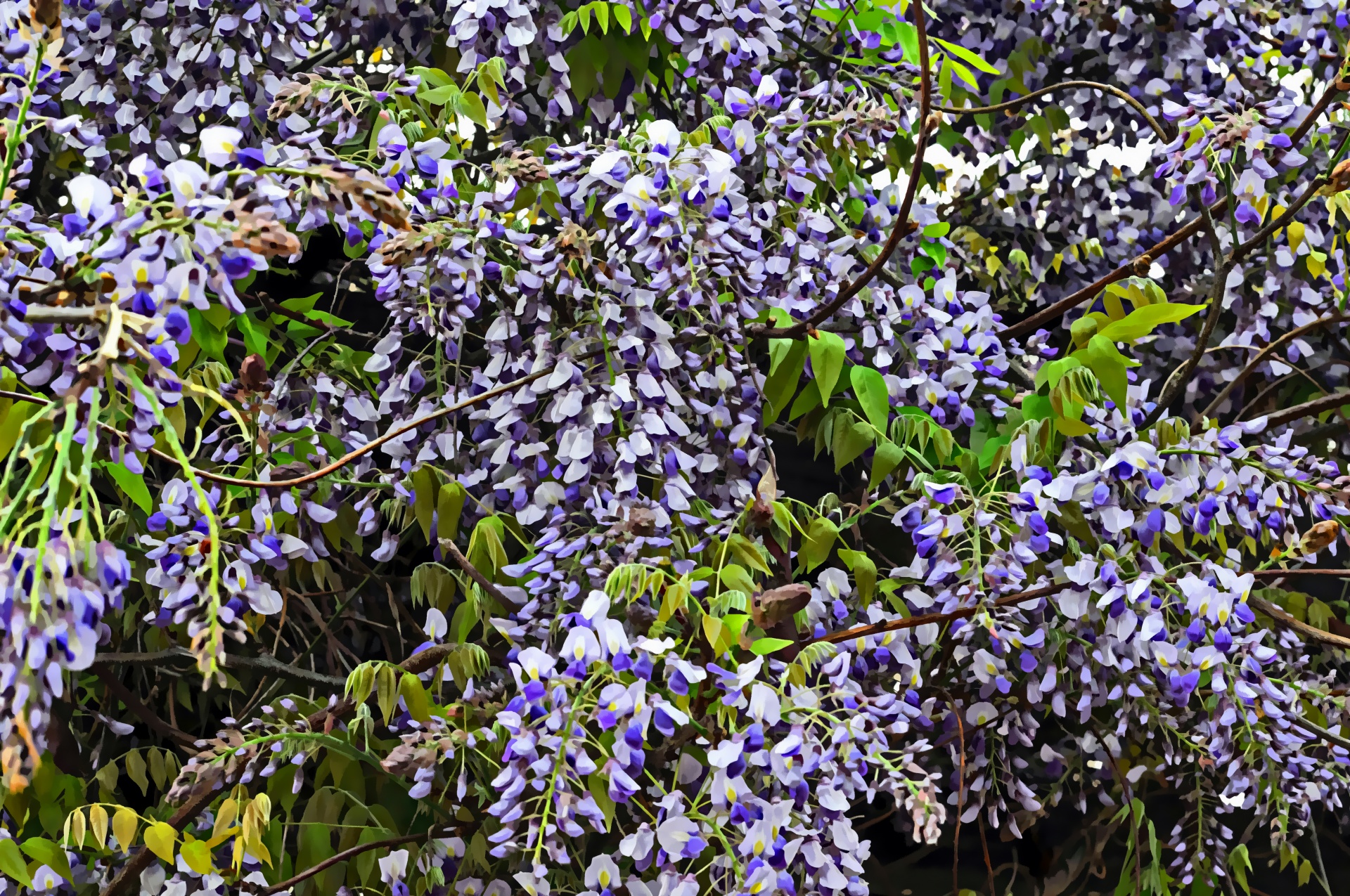 Cascade Of Purple Flowers