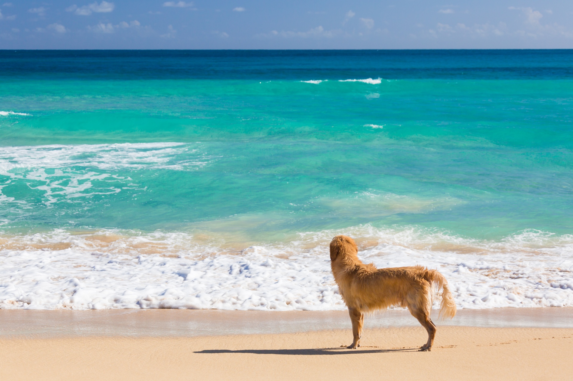 dog-on-the-beach-1457116405t5X.jpg