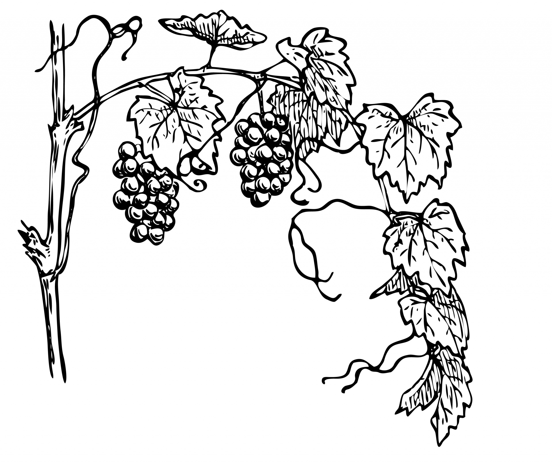 Grapevine Clipart Illustration