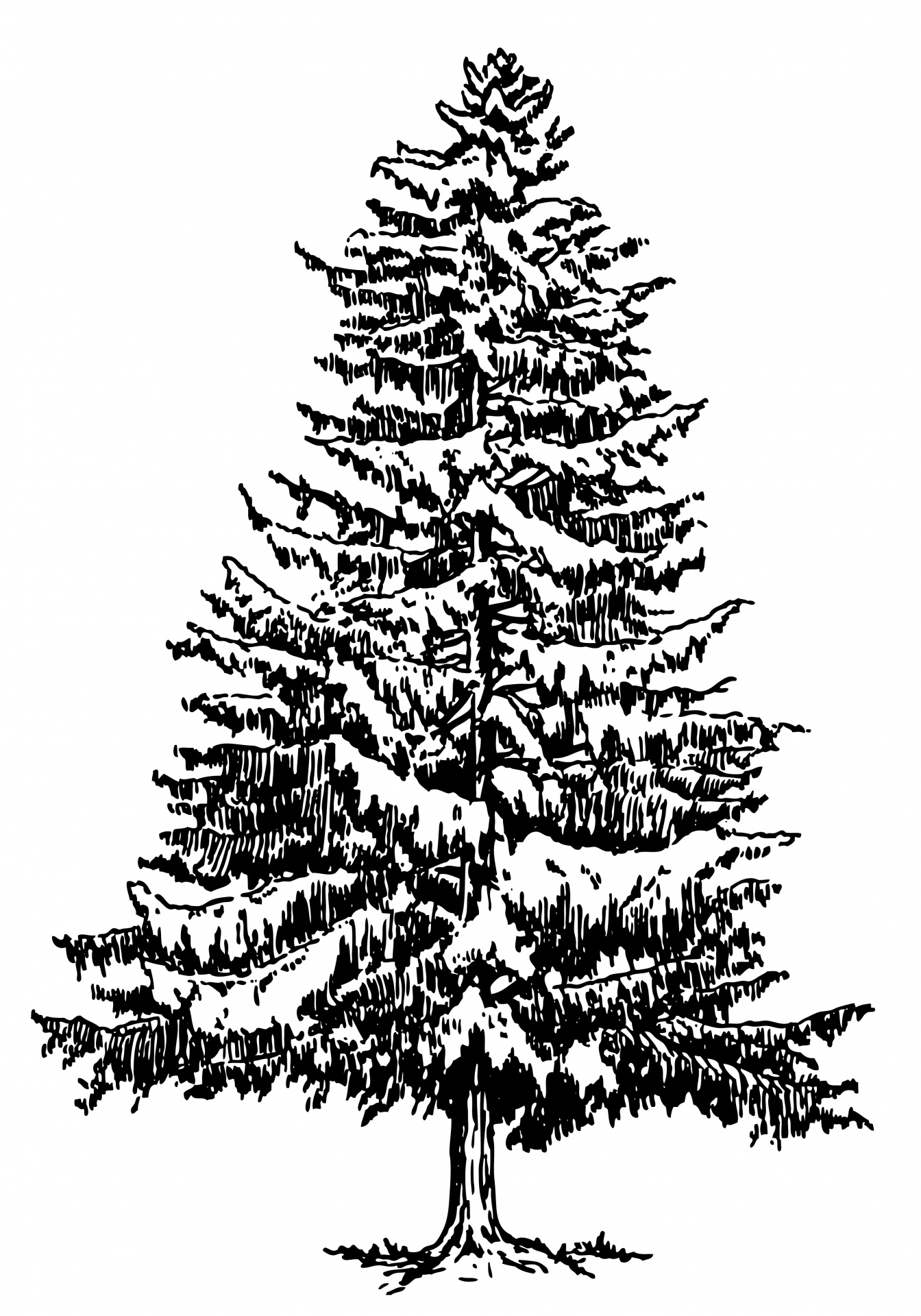 clipart spruce tree - photo #14