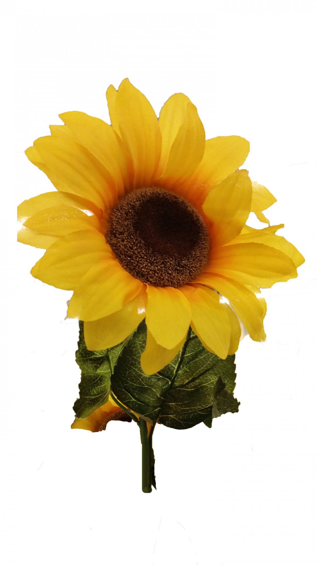 Sunflower On White Background Free Stock Photo - Public Domain Pictures