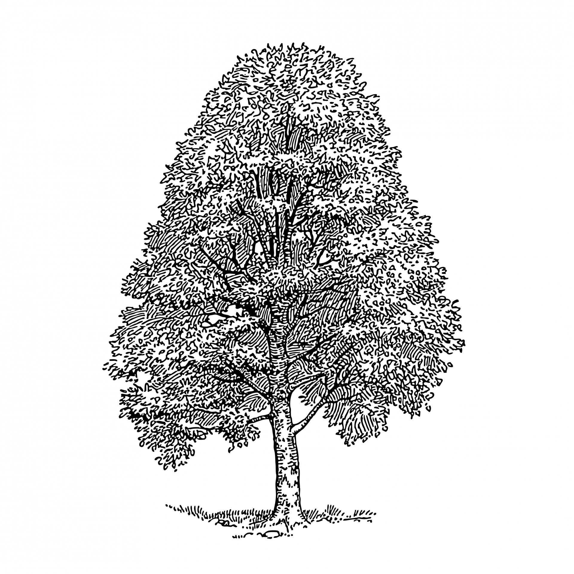 Baum Clipart Illustration Kostenloses Stock Bild - Public Domain Pictures