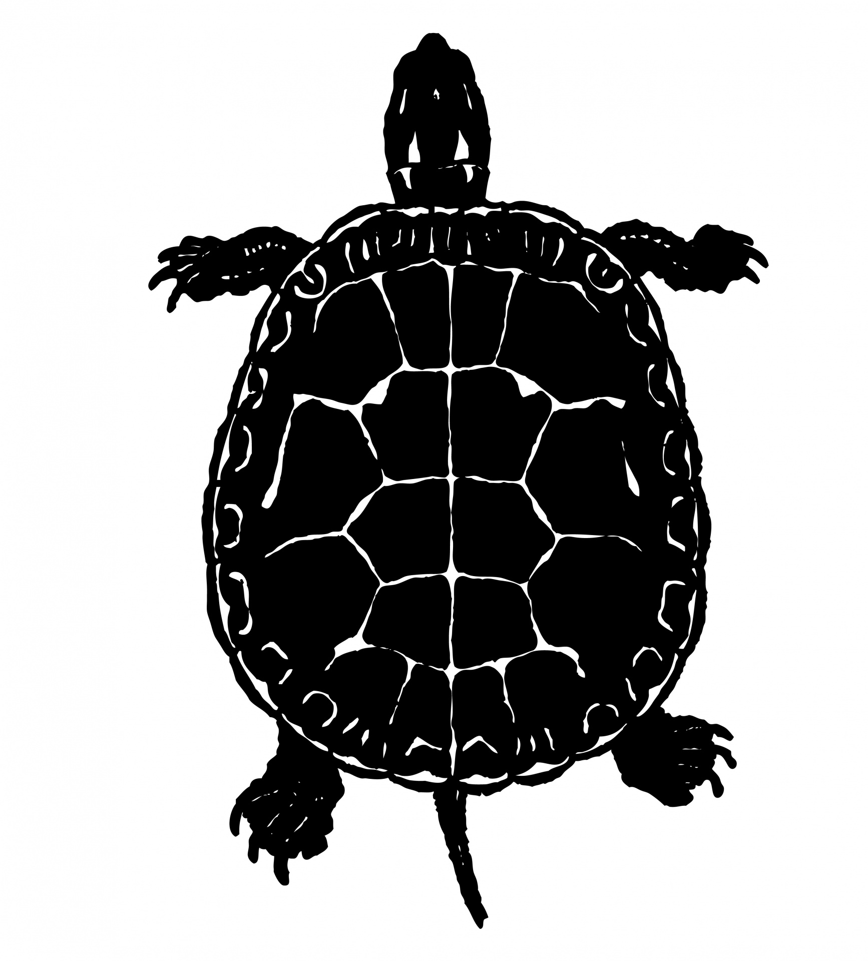 free turtle clipart black and white - photo #40