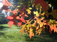 Leaves In The Sun