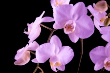 Orchid - Flower