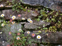 Old Flowery Wall
