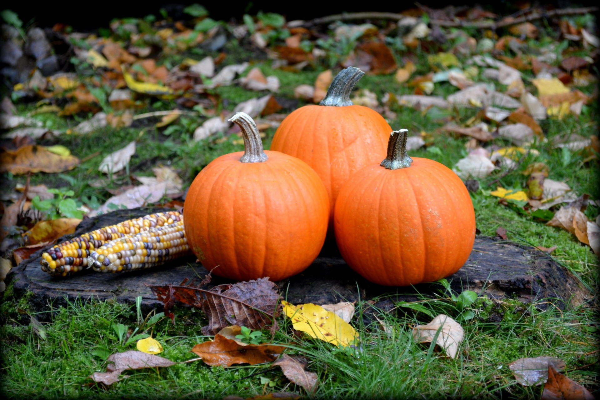 autumn-pumpkins-free-stock-photo-public-domain-pictures