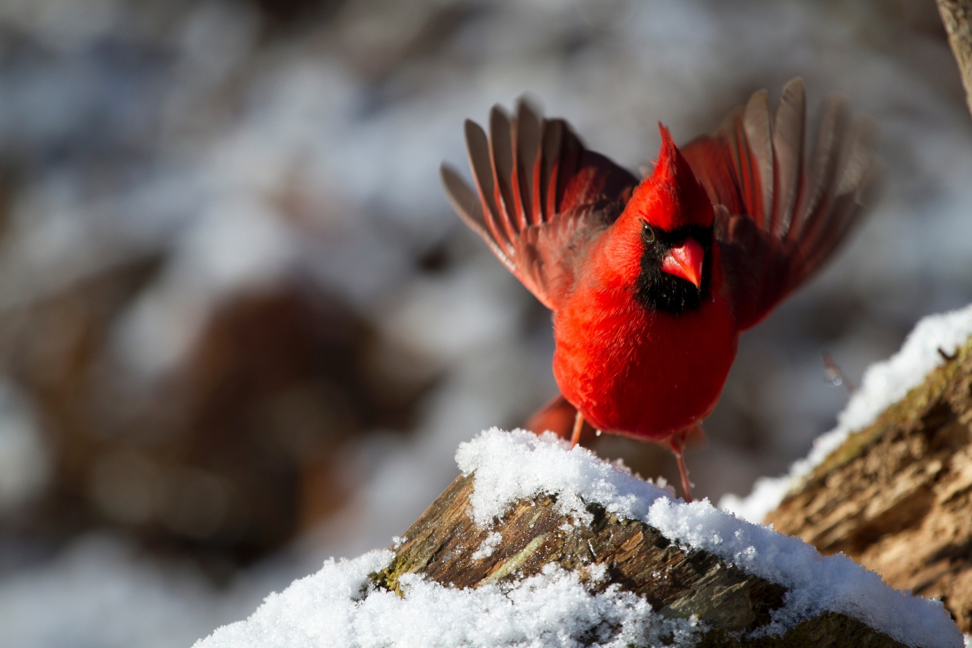 Cardinal In Winter Free Stock Photo - Public Domain Pictures